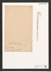 Synedra ulna var. danica (Kuetz.) V.H. (de-Toni-Nr.: Genus 66, Species 2584) Zeichnungen Sammlung Grunow (NHMW-BOT-W0373566)